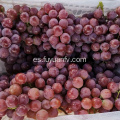 Globo rojo de uva nueva cosecha de piel morada.